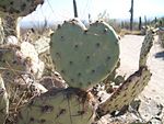 Opuntia Cactus Heart.JPG