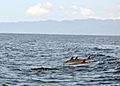 Pacific spotted dolphin Costa Rica