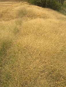 Panicum effusum