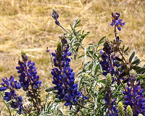 Peruvian Field Lupines.jpg