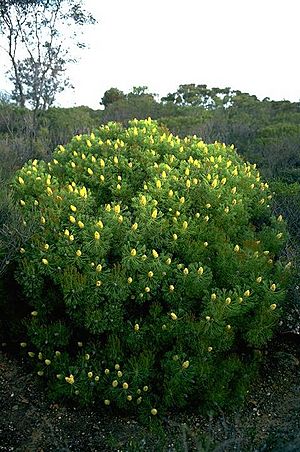 Petrophile fastigiata habit