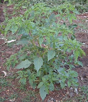 Physalis minima habit.jpg