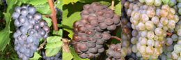 Pinot noir, Pinot gris and Pinot blanc