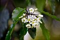 Pittosporum undulatum flower closeup