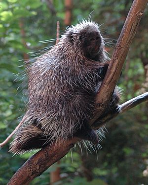 Porcupine-BioDome