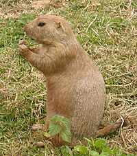 Prairie.dog.600pix.jpg