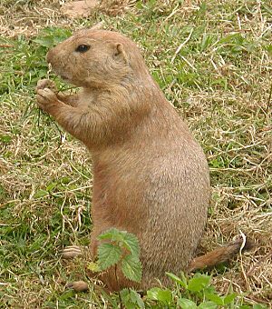 Prairie.dog.600pix