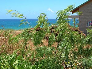 Prosopis juliflora.jpg