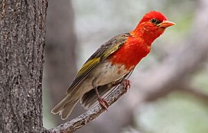 Red-headed Weaver, Anaplectes rubriceps at Marakele National Park, Limpopo Province, South Africa (male in breeding plumage) (15679994373).jpg