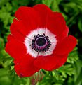 Red Anemone coronaria