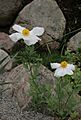 Romneya-coulteri-habitus