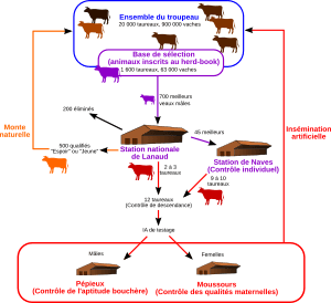 Selection limousine