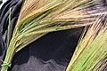 Sheaf of barley