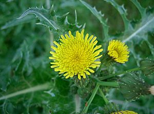 Sonchus asper2.jpg