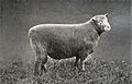 Southdown ram, EB1911