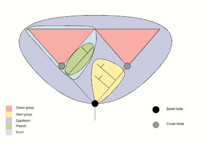 Stemgroups Rev