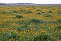 Texas bullnettle (Cindoscolus texanus) and plains coreopsis (Coreopsis tinctoria), Attwater Prairie Chicken National Wildlife Refuge