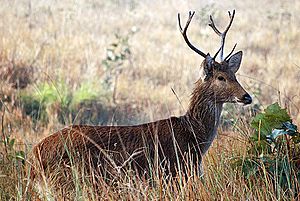 The barasingha