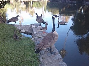 Waterfowl on Baldwin Lake