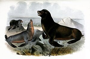 Zalophus californianus J. Smit