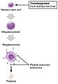 1908 Platelet Development