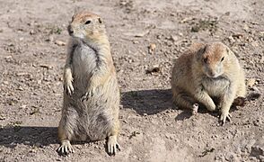 2PrairieDogs