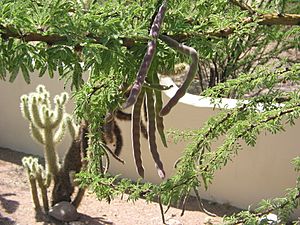 Acacia-schaffneri-seed-pods.jpg