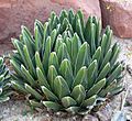 Agave victoriae-reginae lv 2