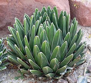 Agave victoriae-reginae lv 2.jpg