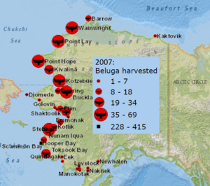 Alaska Beluga Harvest 2007