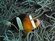 Amphiprion clarkii 1