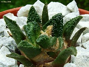 Ariocarpus bravoanus hintonii.jpg