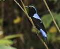 Asian Fairy-Bluebird2