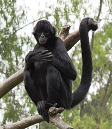 Ateles fusciceps Colombia.JPG