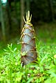 Big Bamboo Shoot (Joi Ito)