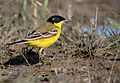 Black-headed Wagtail (Motacilla flava feldegg), Skala Kallonis, Lesvos, Greece, 12.04.2015 (17137226897)