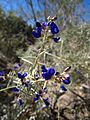 Blue Flower Anza-Borrego