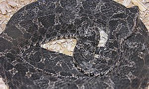 Bothrops ammodytoides.jpg