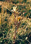 Castilleja kaibabensis.jpg