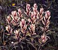 Castilleja pallida v lapponica.jpg