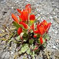 Castilleja tolucensis (Orobanchaceae).jpg