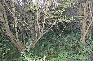 Castle Lime Works Quarry.JPG