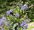 Ceanothus papillosus var roweanus 2