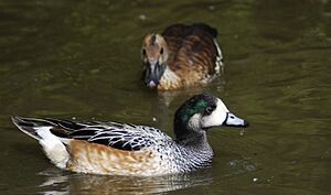 Chiloe wigeon 2