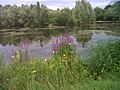 Church Lammas Lakes, Staines-upon-Thames - Geograph 4429353