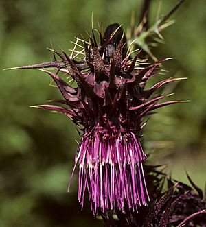 Cirsium vinaceum.jpg