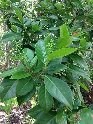 Coccoloba diversifolia.jpg