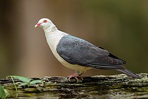 Columba leucomela - Brunkerville.jpg