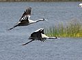 Common Crane AMSM6991