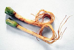 Coriander roots